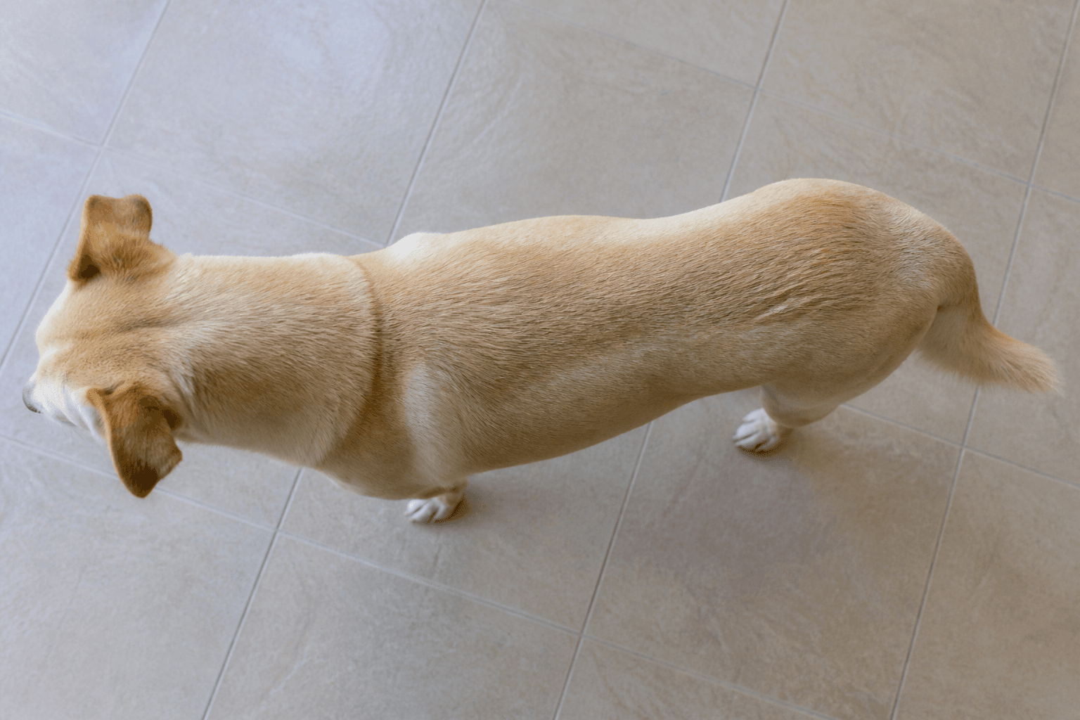Cão castrado em pé visto de cima para acompanhamento visual da cintura